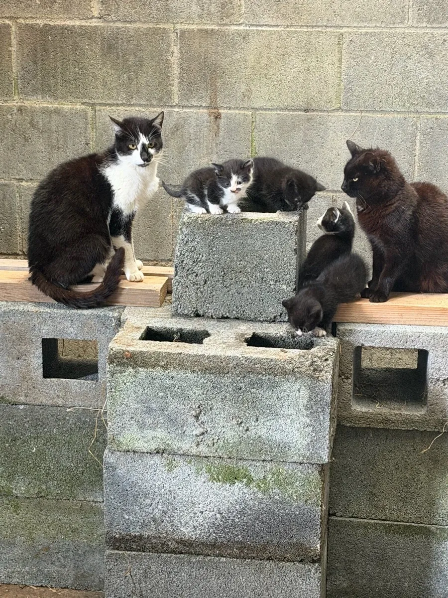 Kittens - Image 2