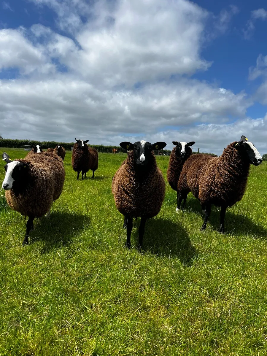 Pedigree Registered Zwartble Hoggets - Image 1