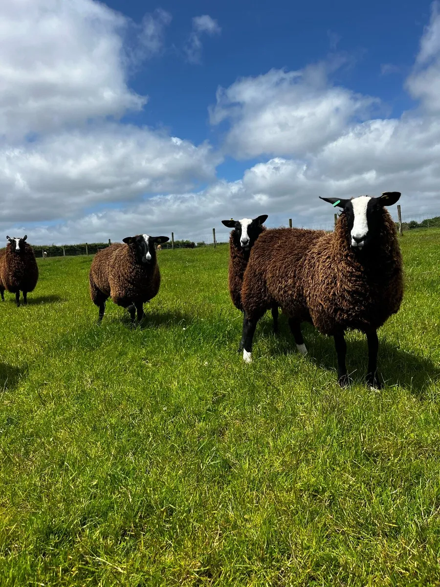 Pedigree Registered Zwartble Hoggets - Image 2