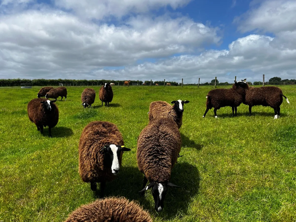 Pedigree Registered Zwartble Hoggets - Image 3
