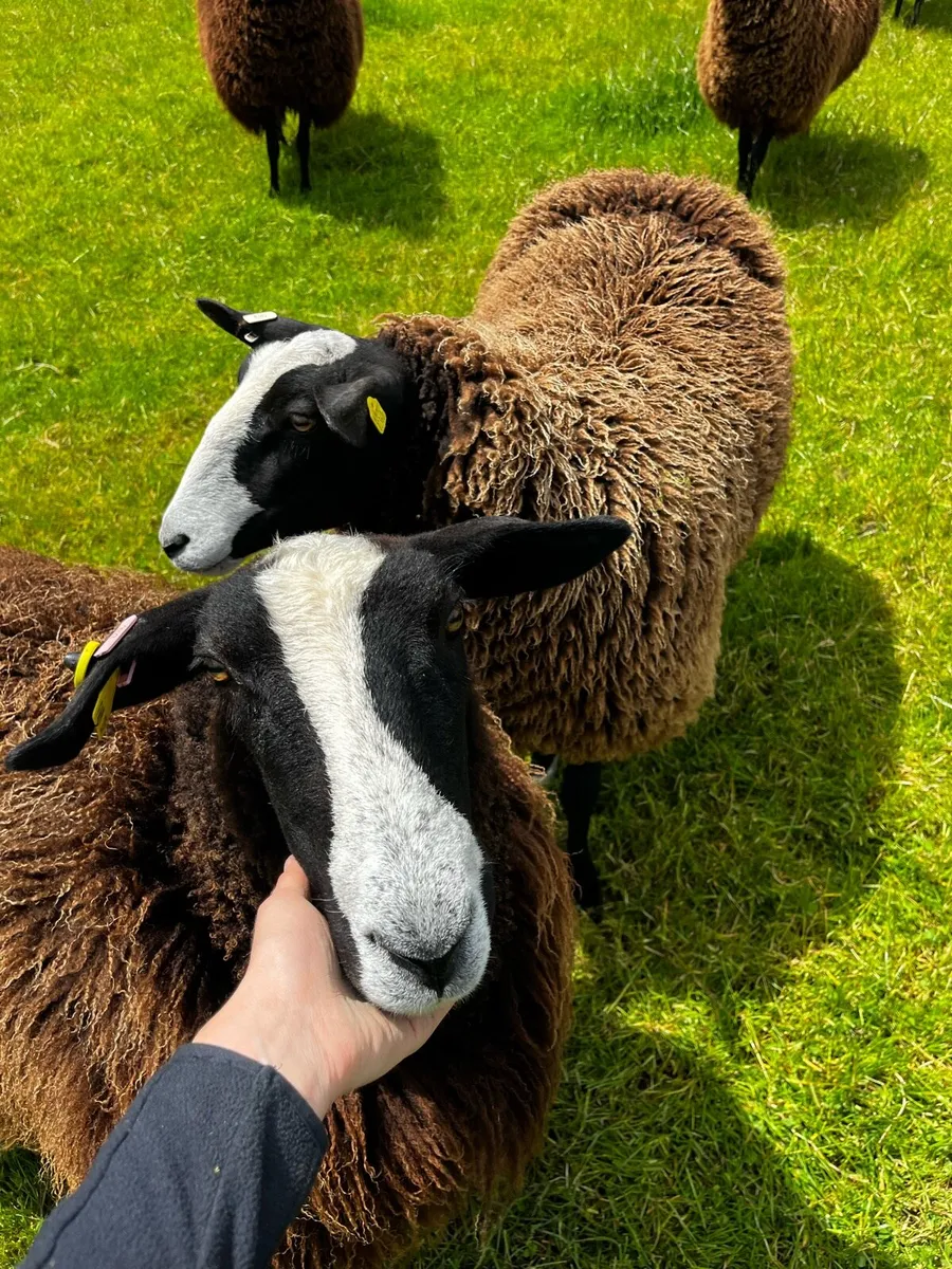 Pedigree Registered Zwartble Hoggets - Image 4