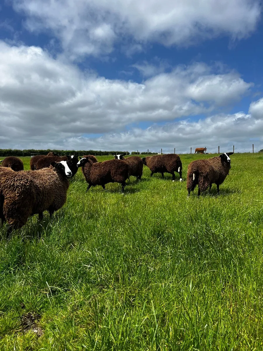 Pedigree Registered Zwartbles Ewe Hoggets - Image 4