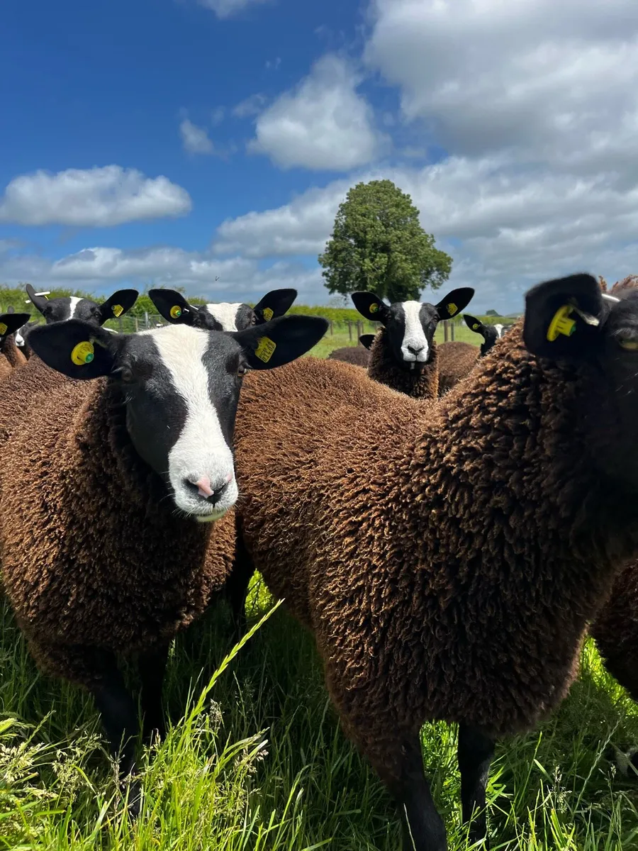 Pedigree Registered Zwartble Ewe lambs - Image 2