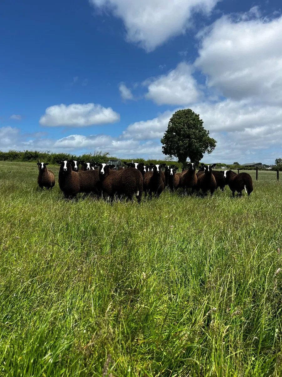 Pedigree Registered Zwartble Ewe lambs - Image 3