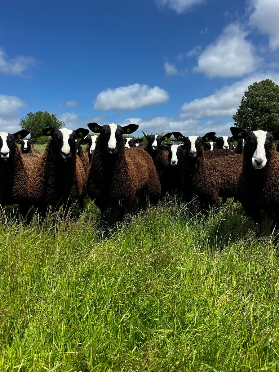 Pedigree Registered Zwartble Ewe lambs - Image 1