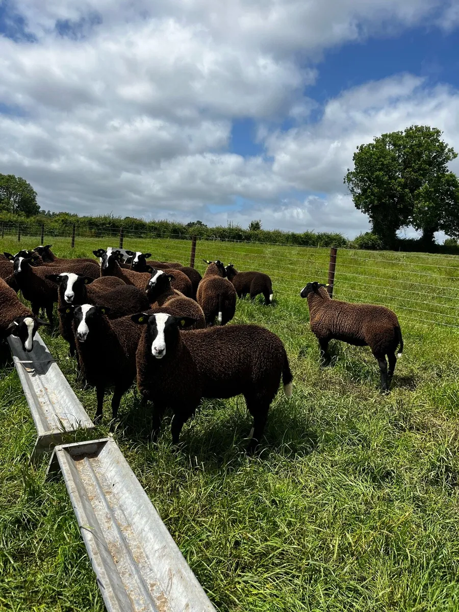 Pedigree Registered Zwartble Ewe lambs - Image 4