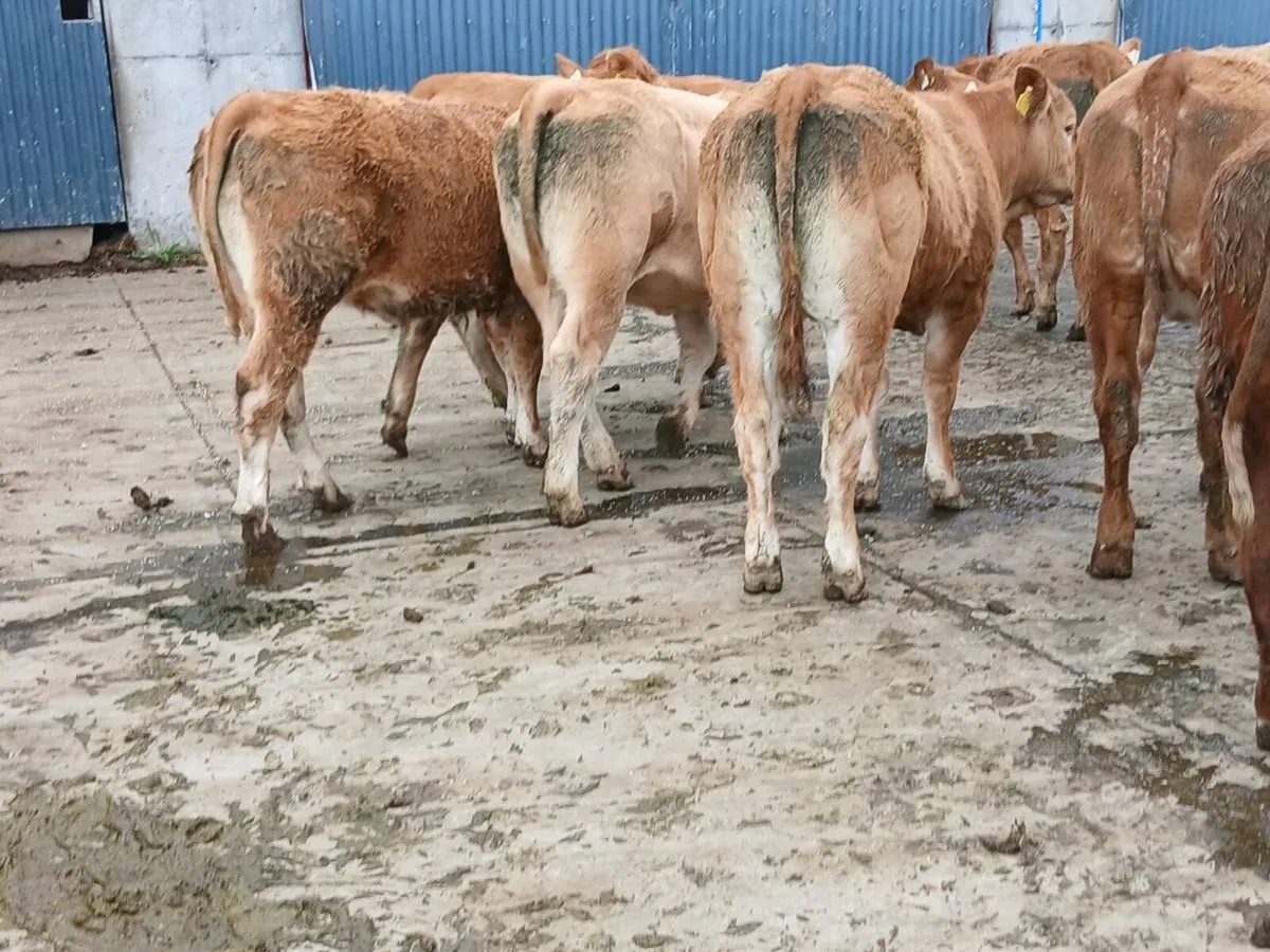 10 smashing LMX  Heifer's for sale - Image 2