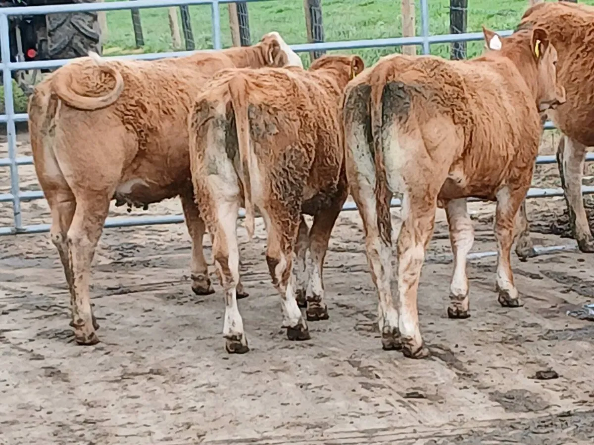 10 smashing LMX  Heifer's for sale - Image 3