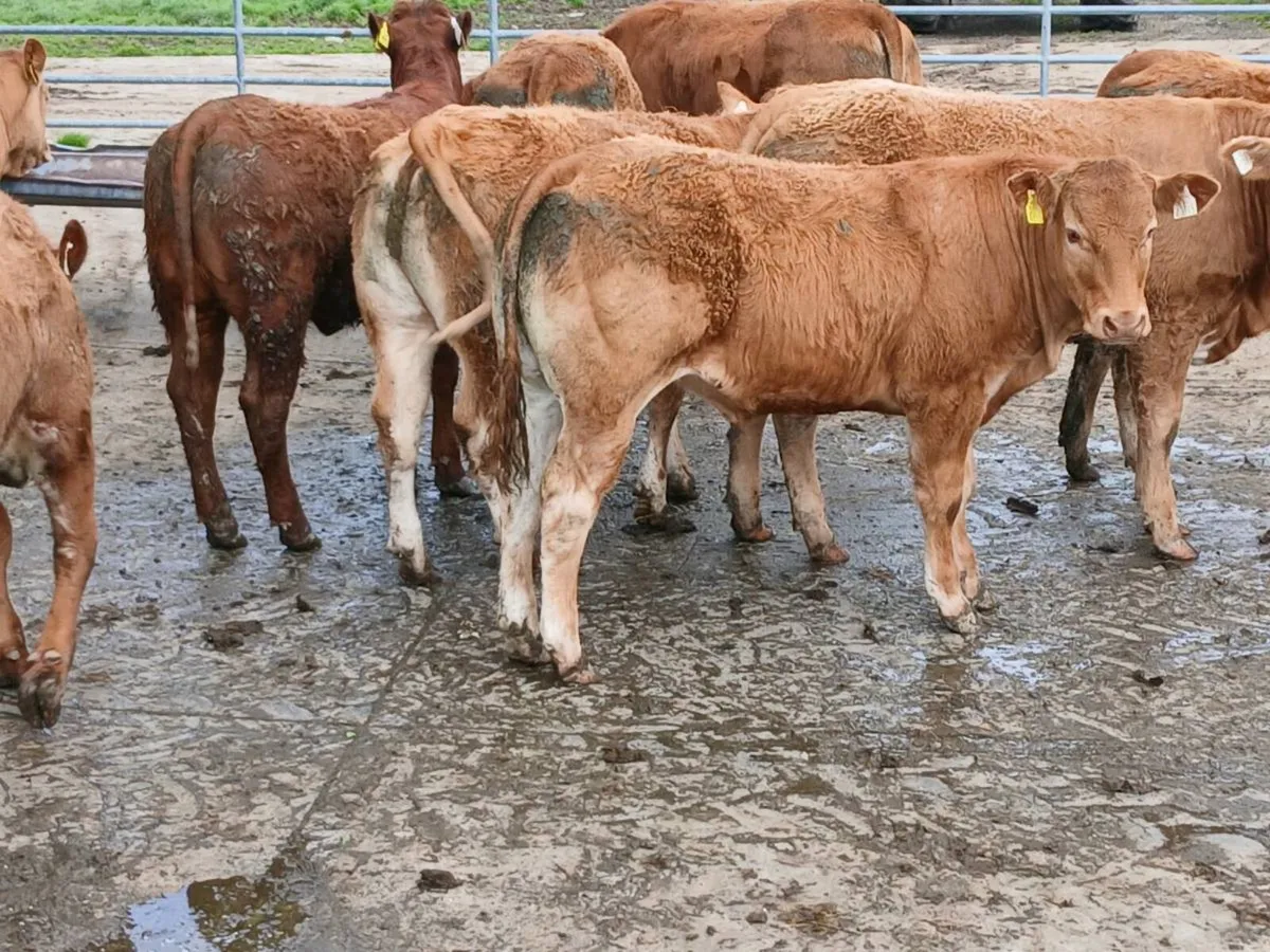 10 smashing LMX  Heifer's for sale - Image 4