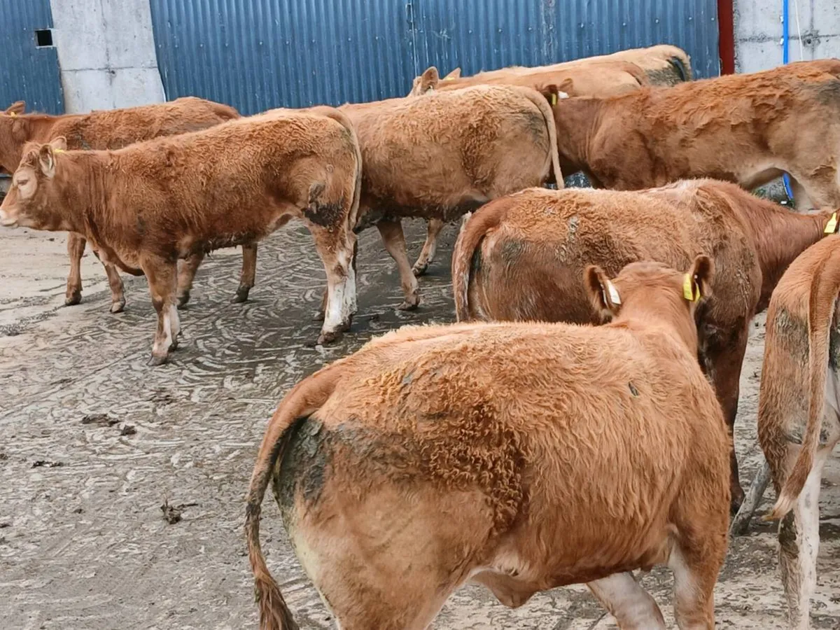 10 smashing LMX  Heifer's for sale - Image 1