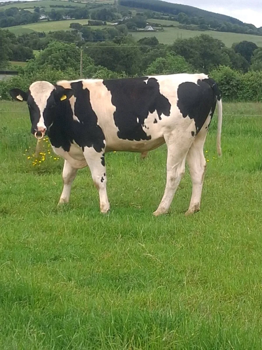 Friesian Bull - Image 1