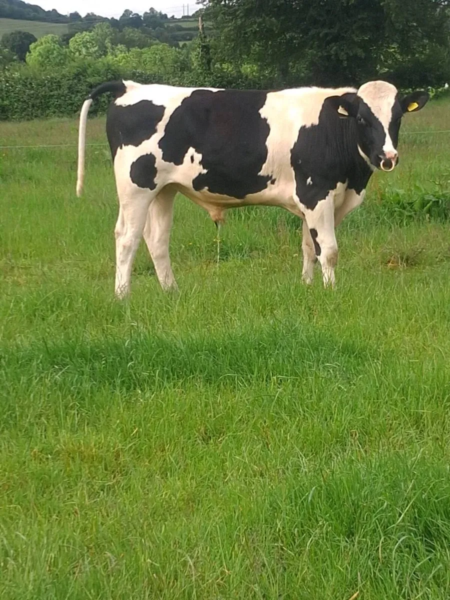 Friesian Bull - Image 2