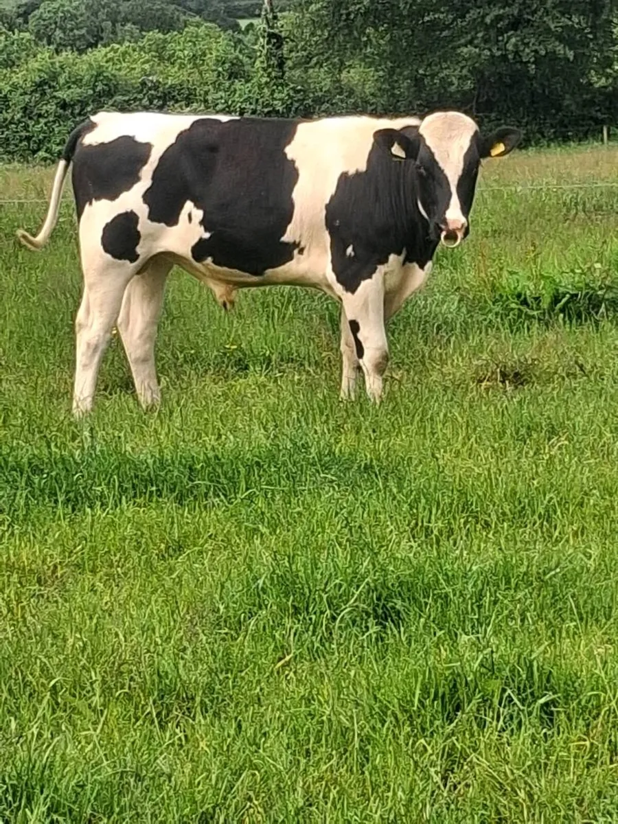 Friesian Bull - Image 3