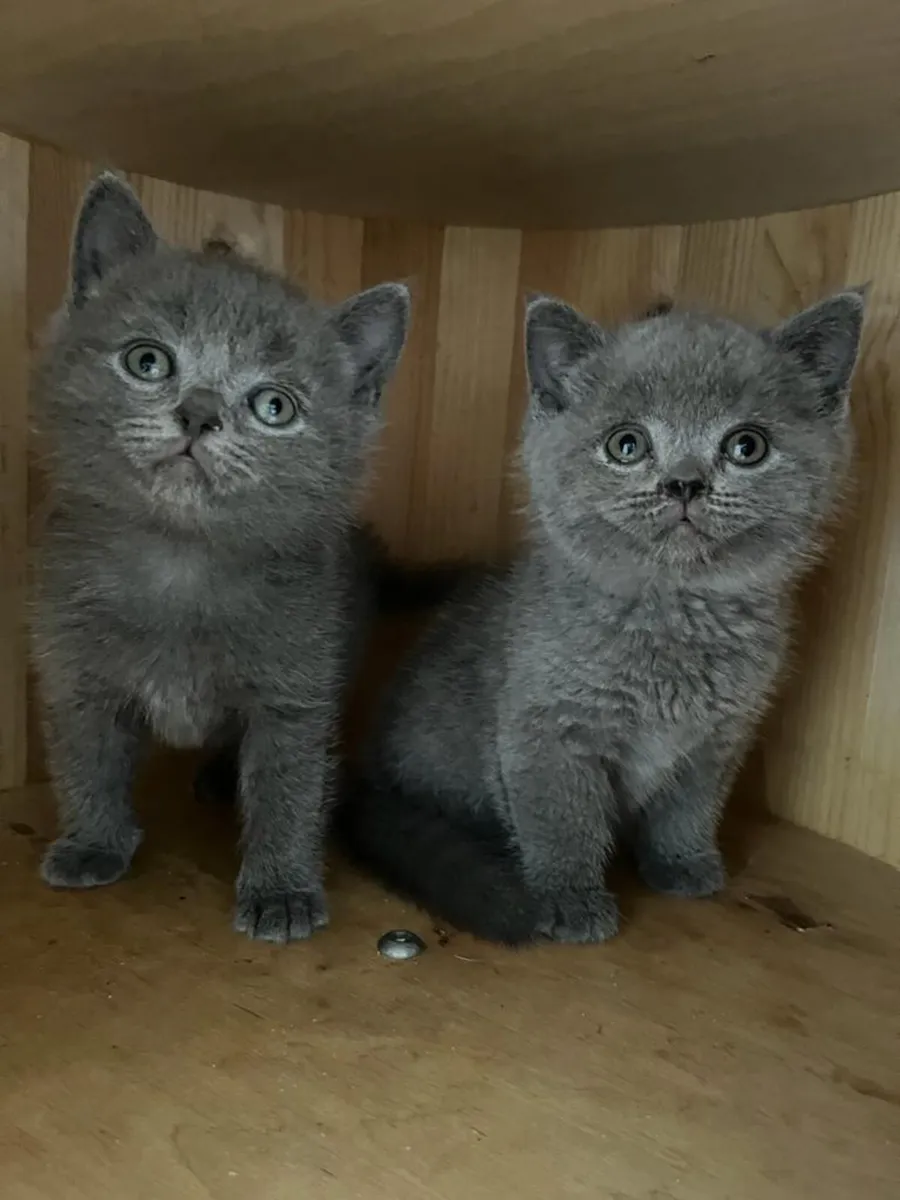 British blue kittens - Image 2