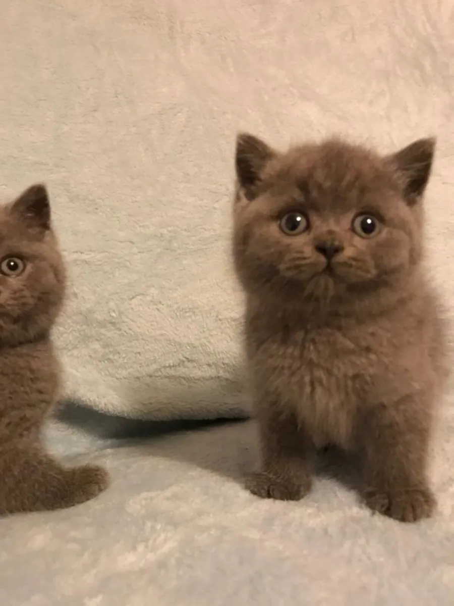 British blue kittens - Image 3