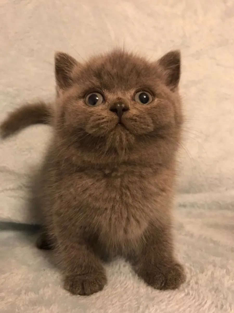 British blue kittens - Image 4