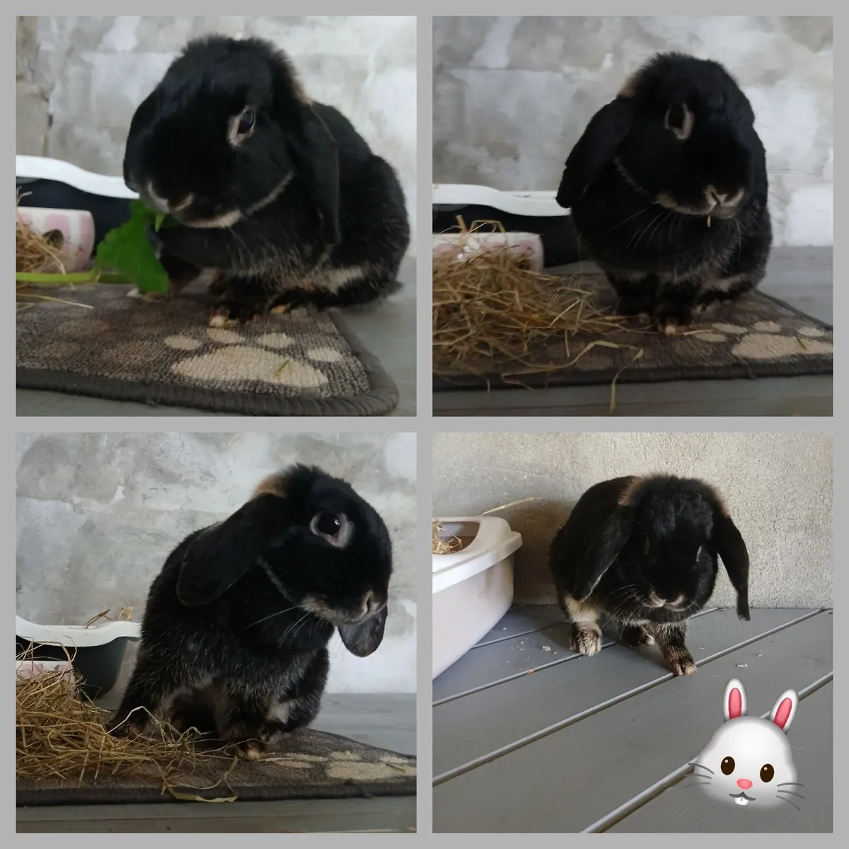 Rabbit (dwarf) female - Image 1