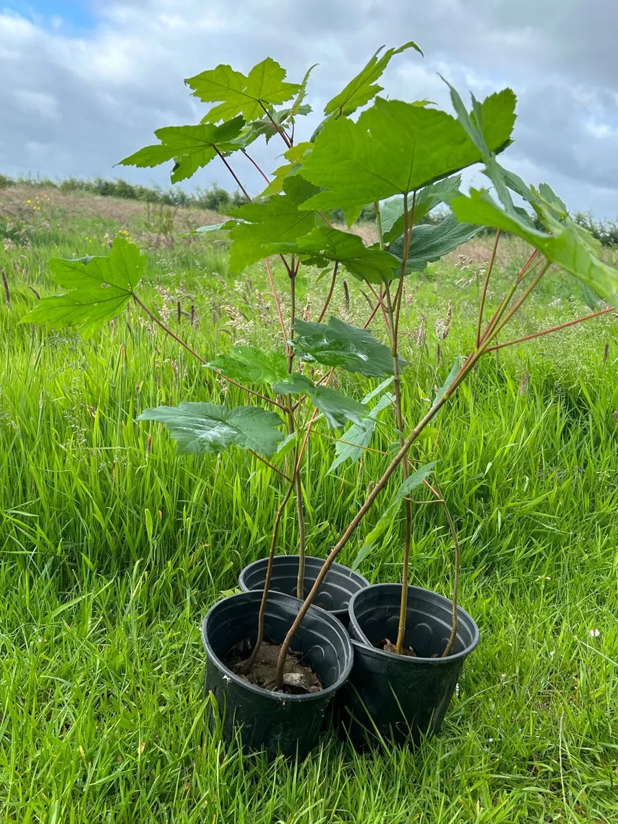 Potted young Sycamore trees 🌲 - Image 3