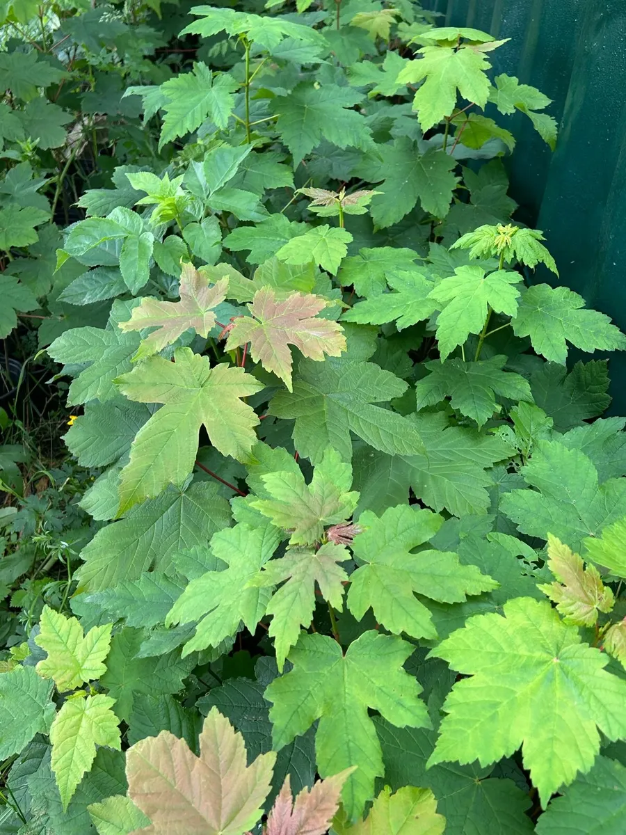Potted young Sycamore trees 🌲 - Image 2