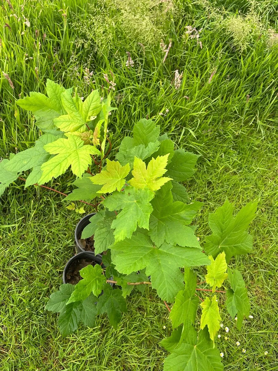 Potted young Sycamore trees 🌲 - Image 4