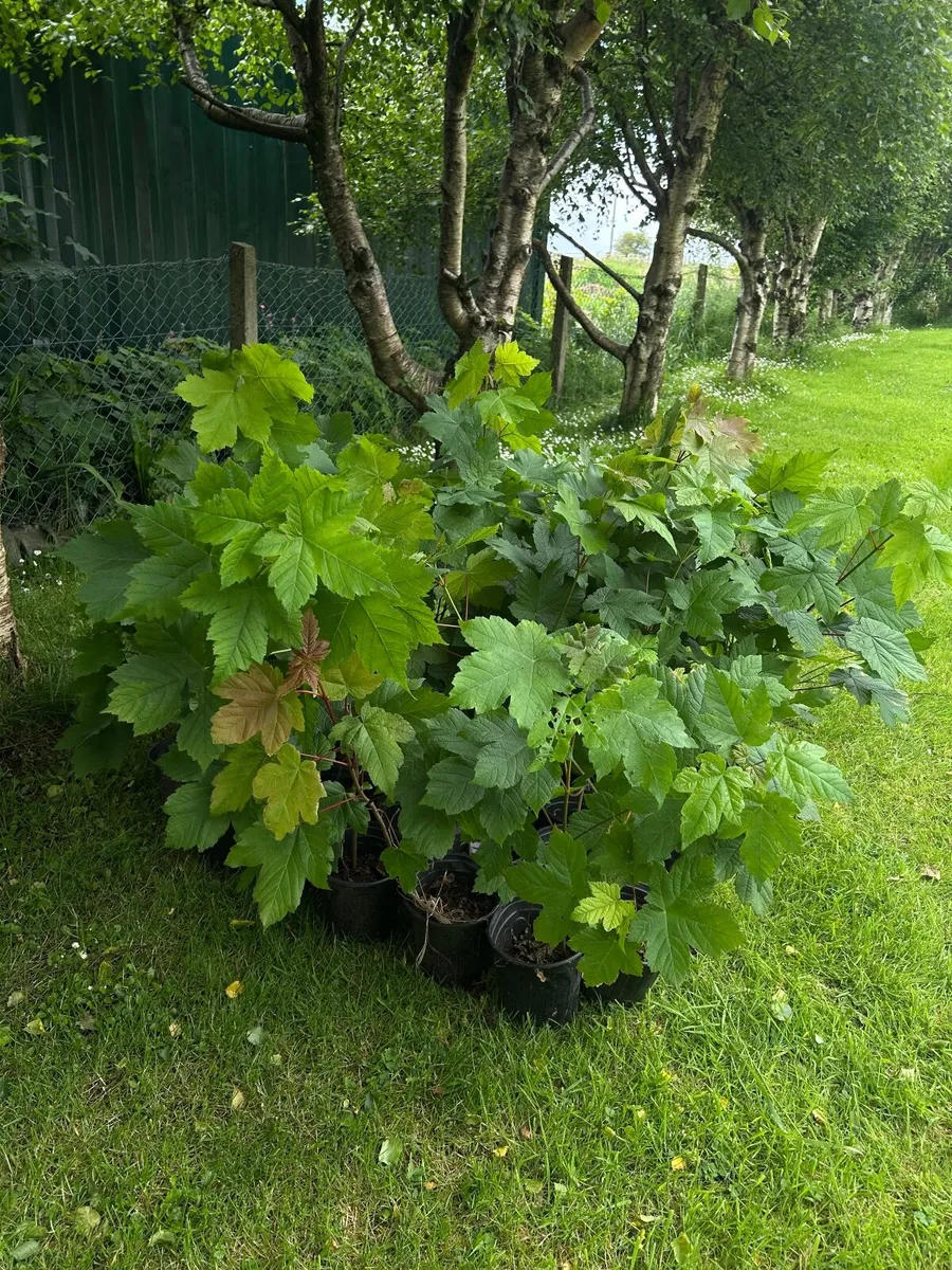 Potted young Sycamore trees 🌲 - Image 1