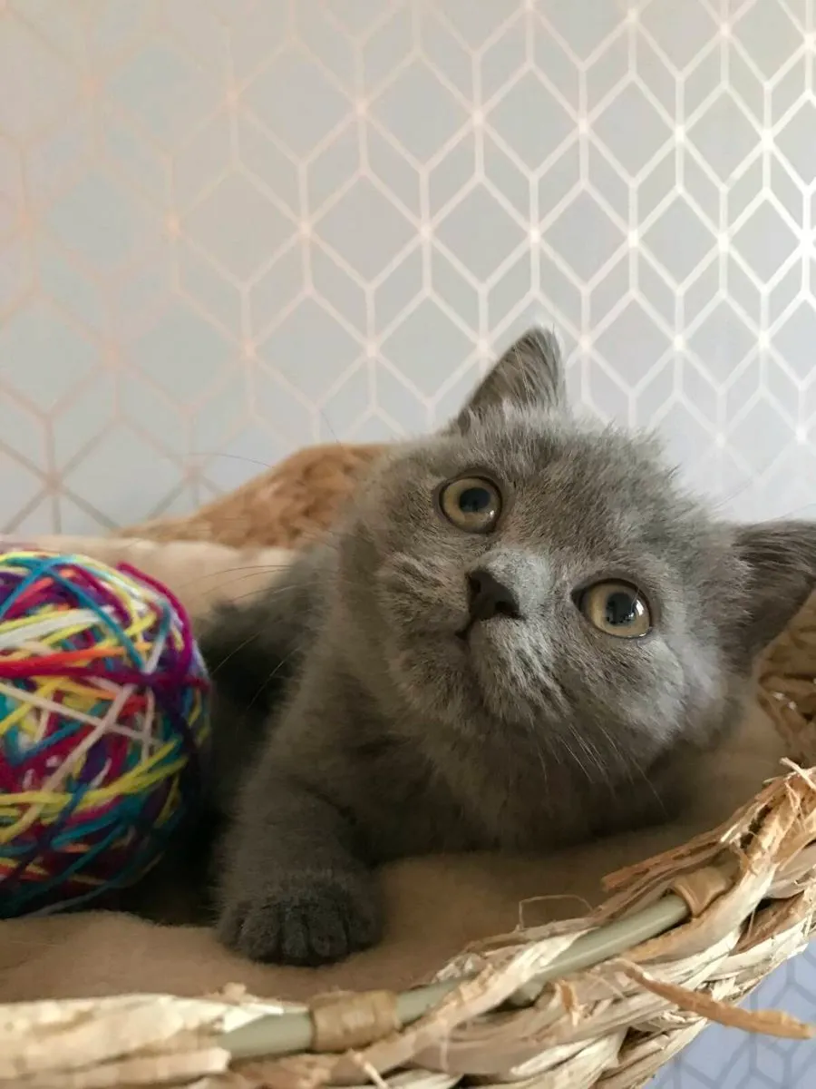 British blue kittens - Image 1