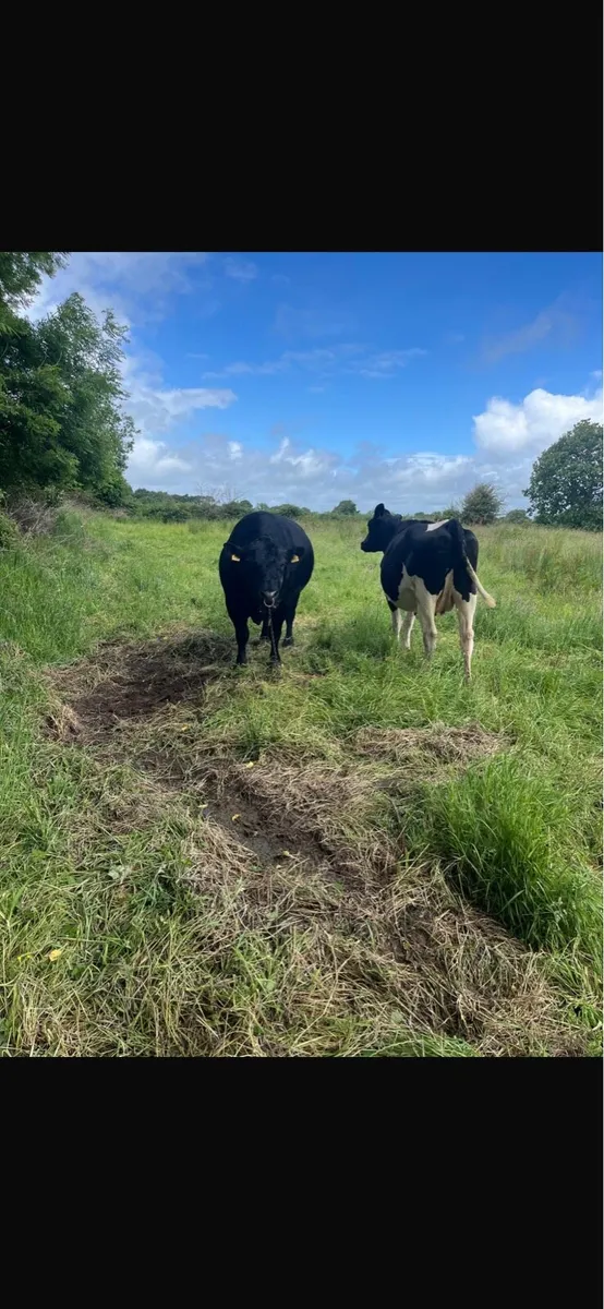 Pedigree Angus Bull - Image 1