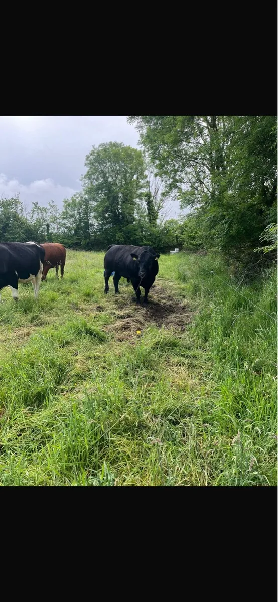 Pedigree Angus Bull - Image 2