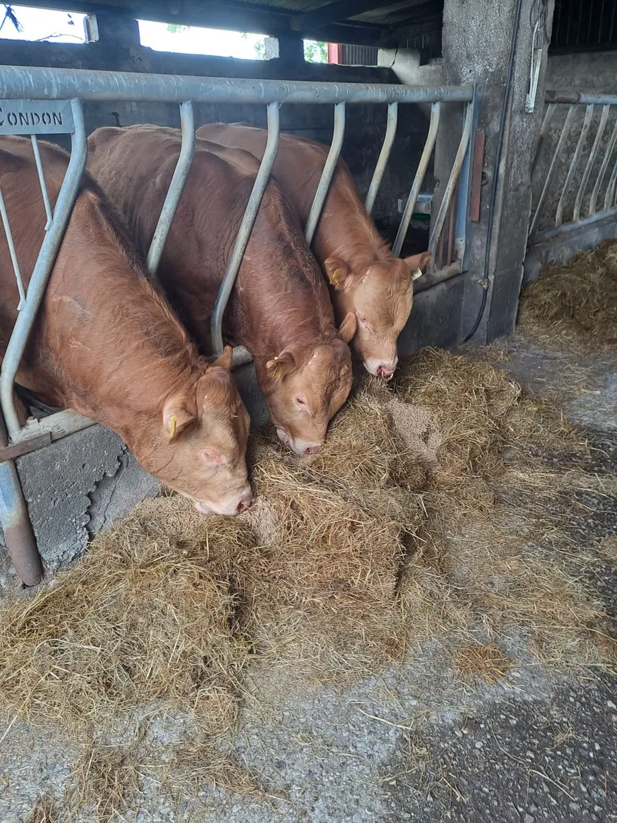 3 PBR Limousin Bulls - Image 1