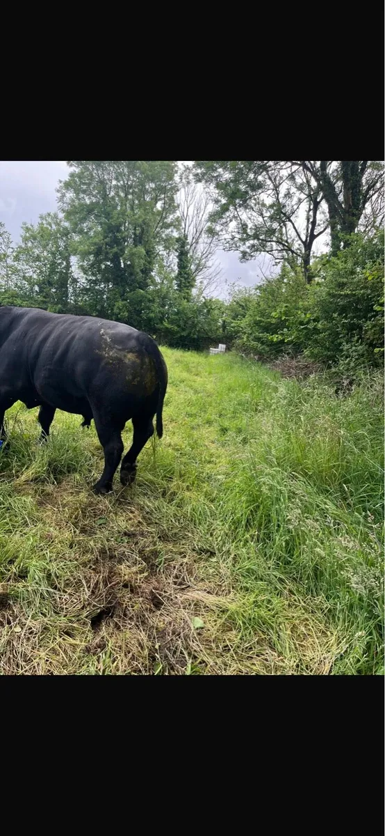 Pedigree Angus Bull - Image 3