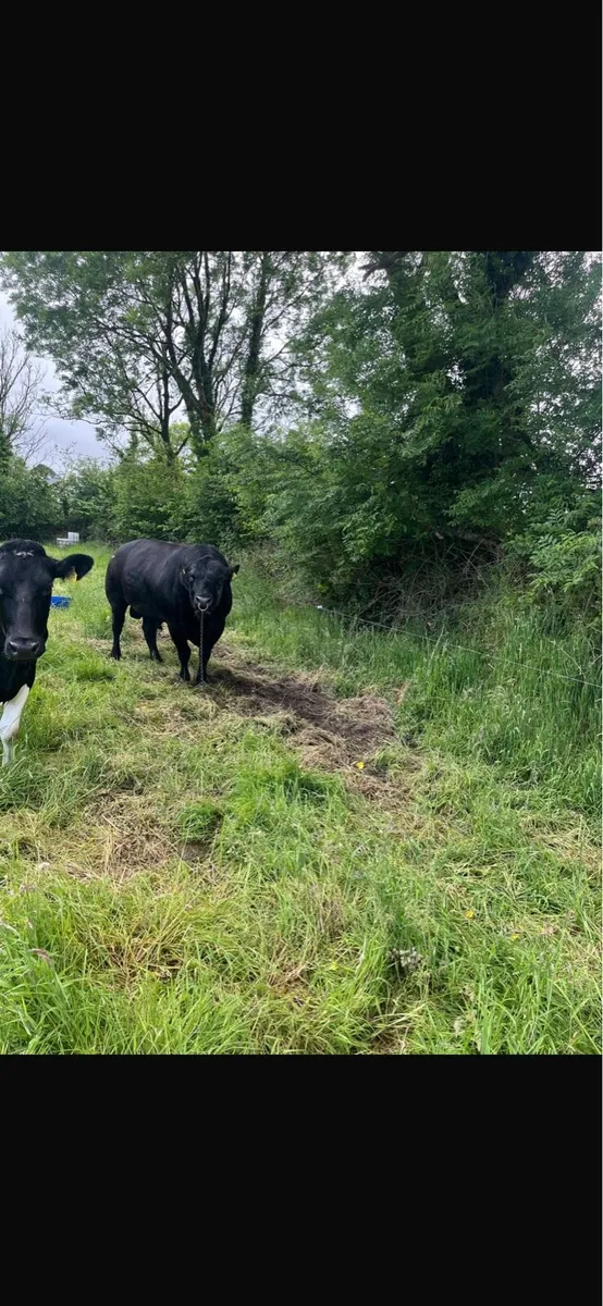 Pedigree Angus Bull - Image 4