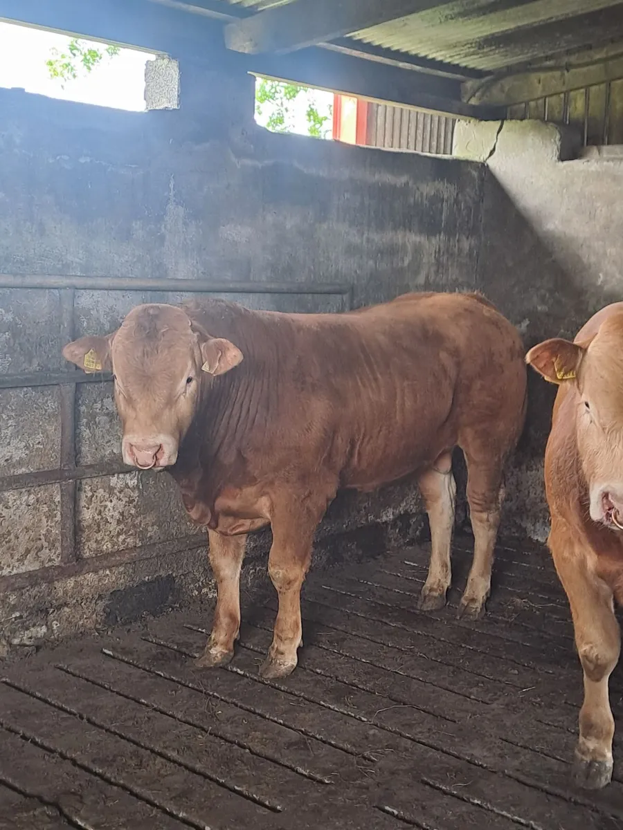 3 PBR Limousin Bulls - Image 2