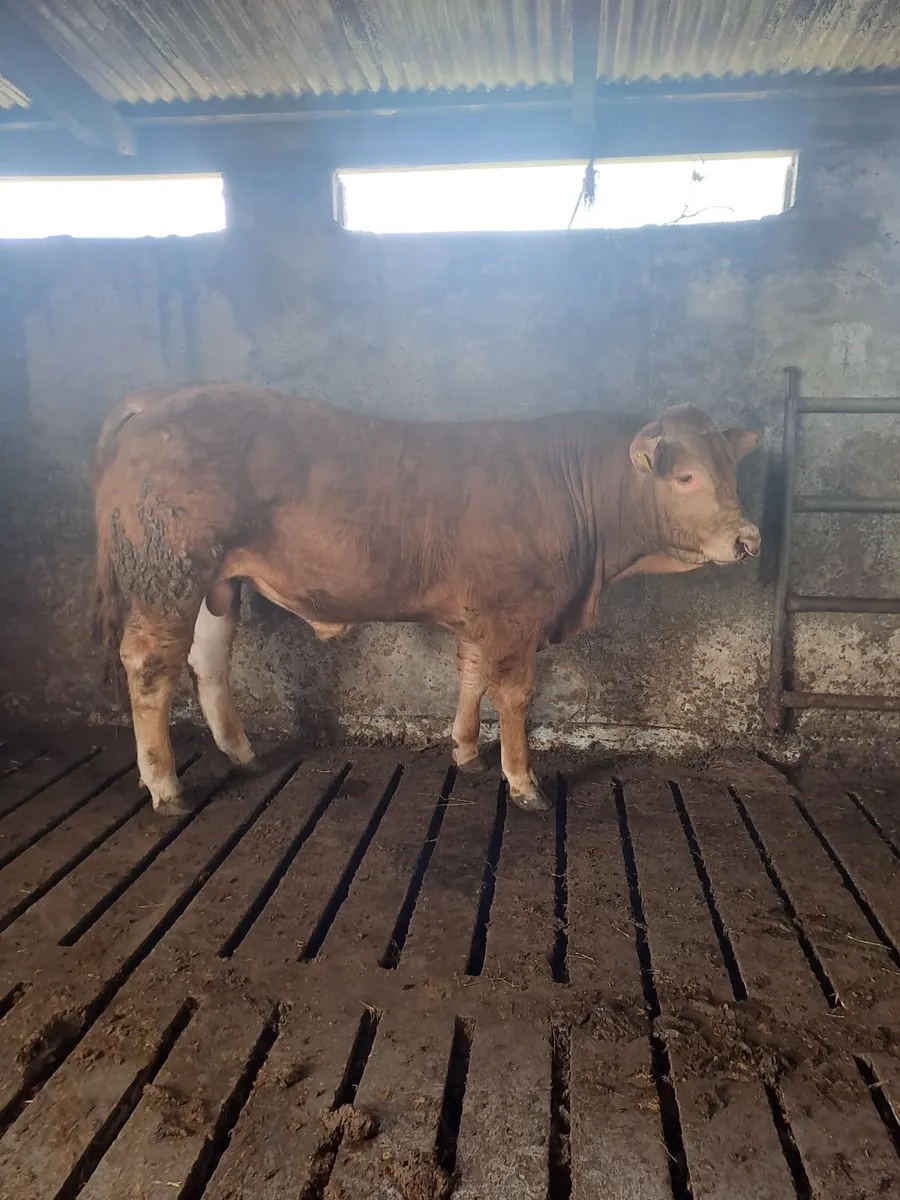 3 PBR Limousin Bulls - Image 3