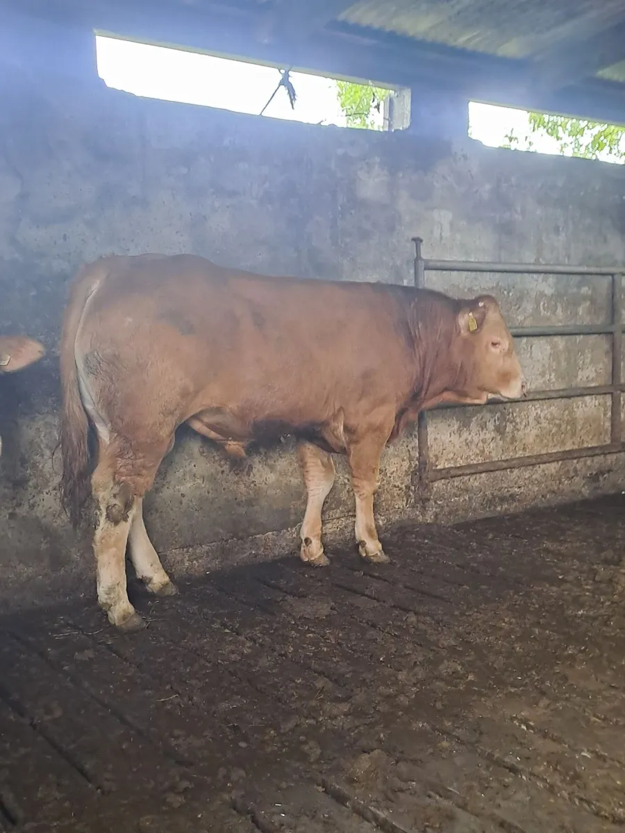3 PBR Limousin Bulls - Image 4