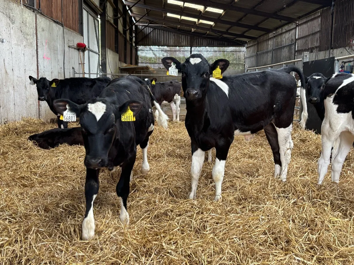 Early February born calves. - Image 2