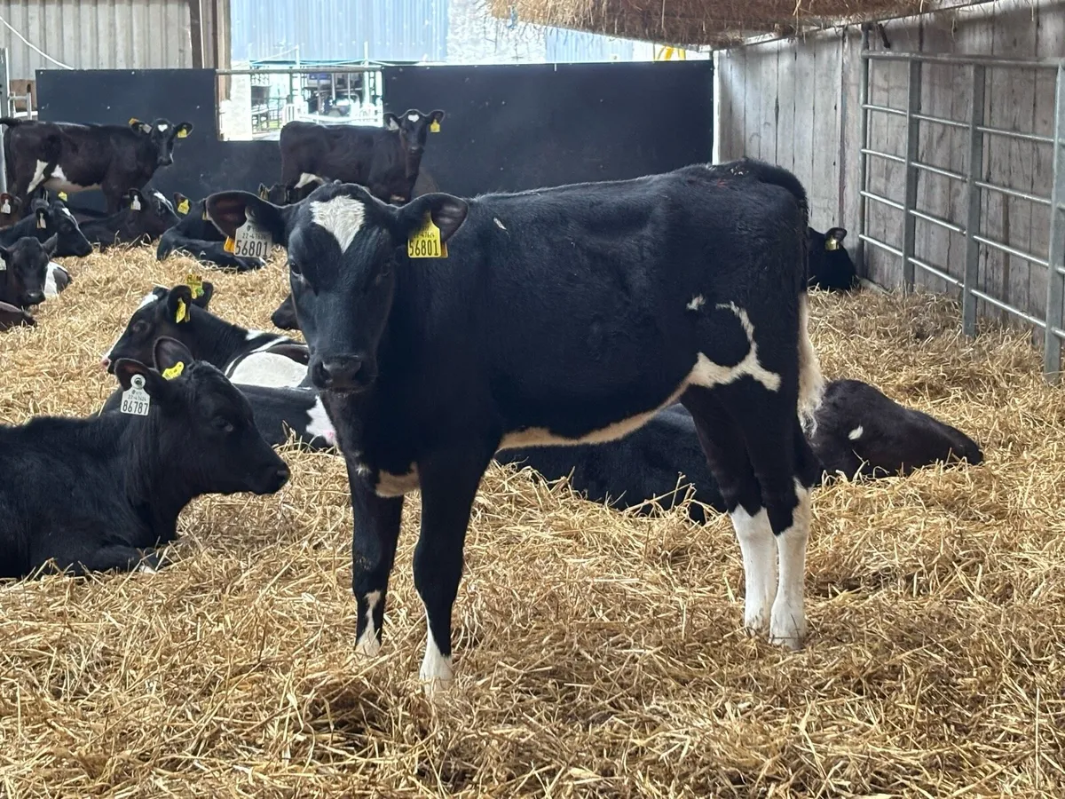 Early February born calves. - Image 3
