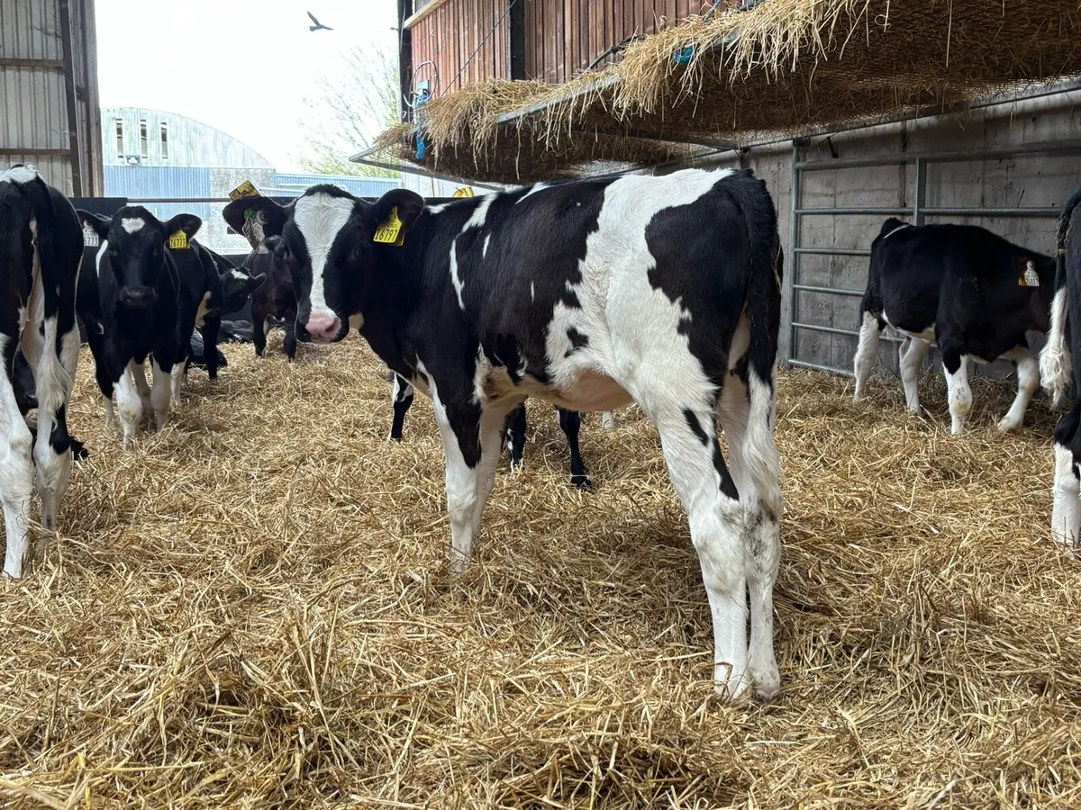 Early February born calves. - Image 4