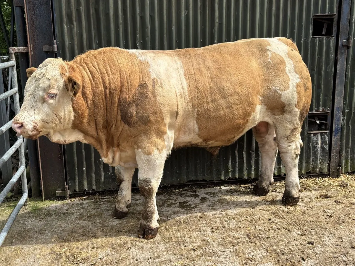 Pedigree Simmental Bulls - Image 1