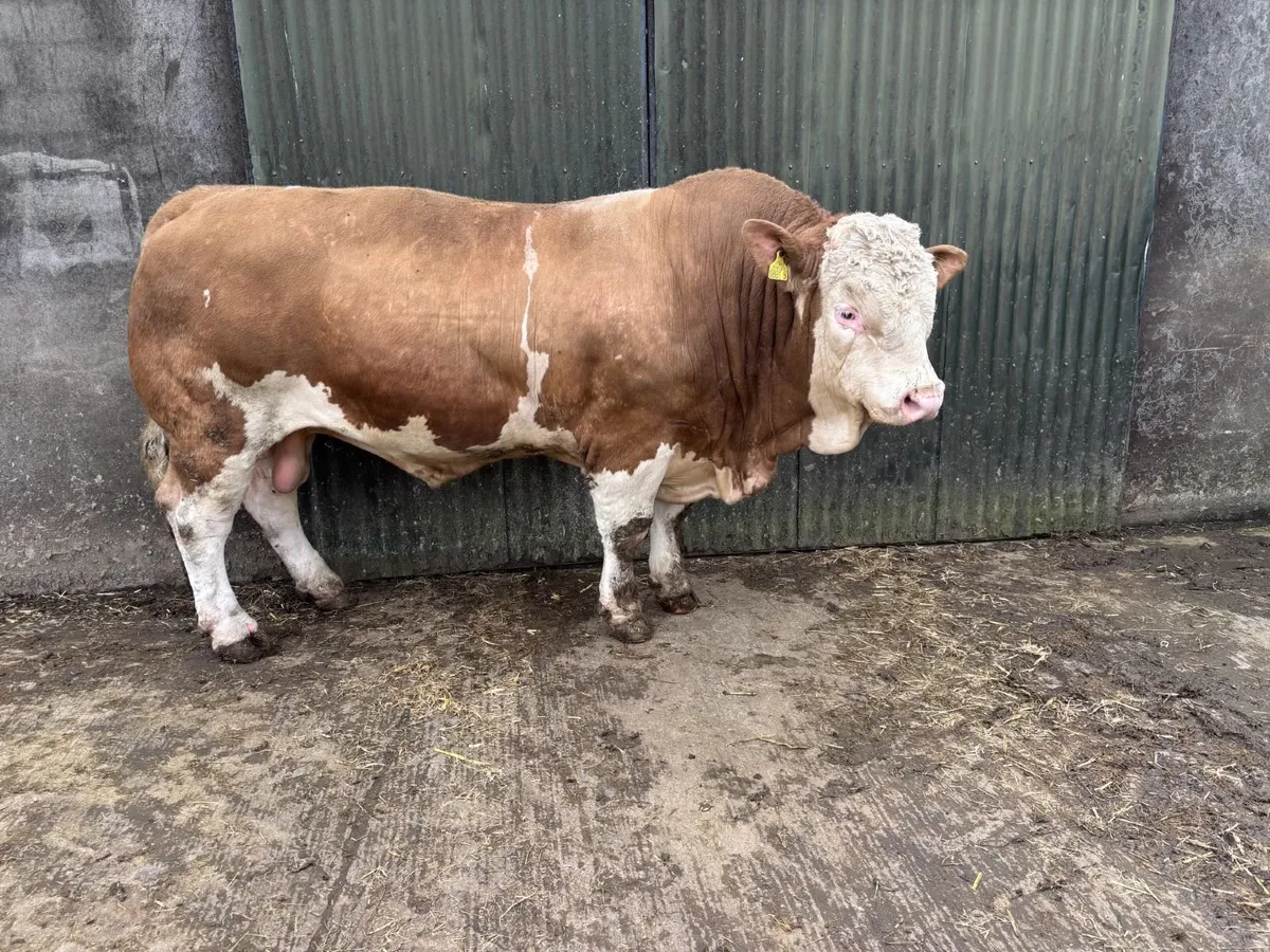 Pedigree Simmental Bulls - Image 2