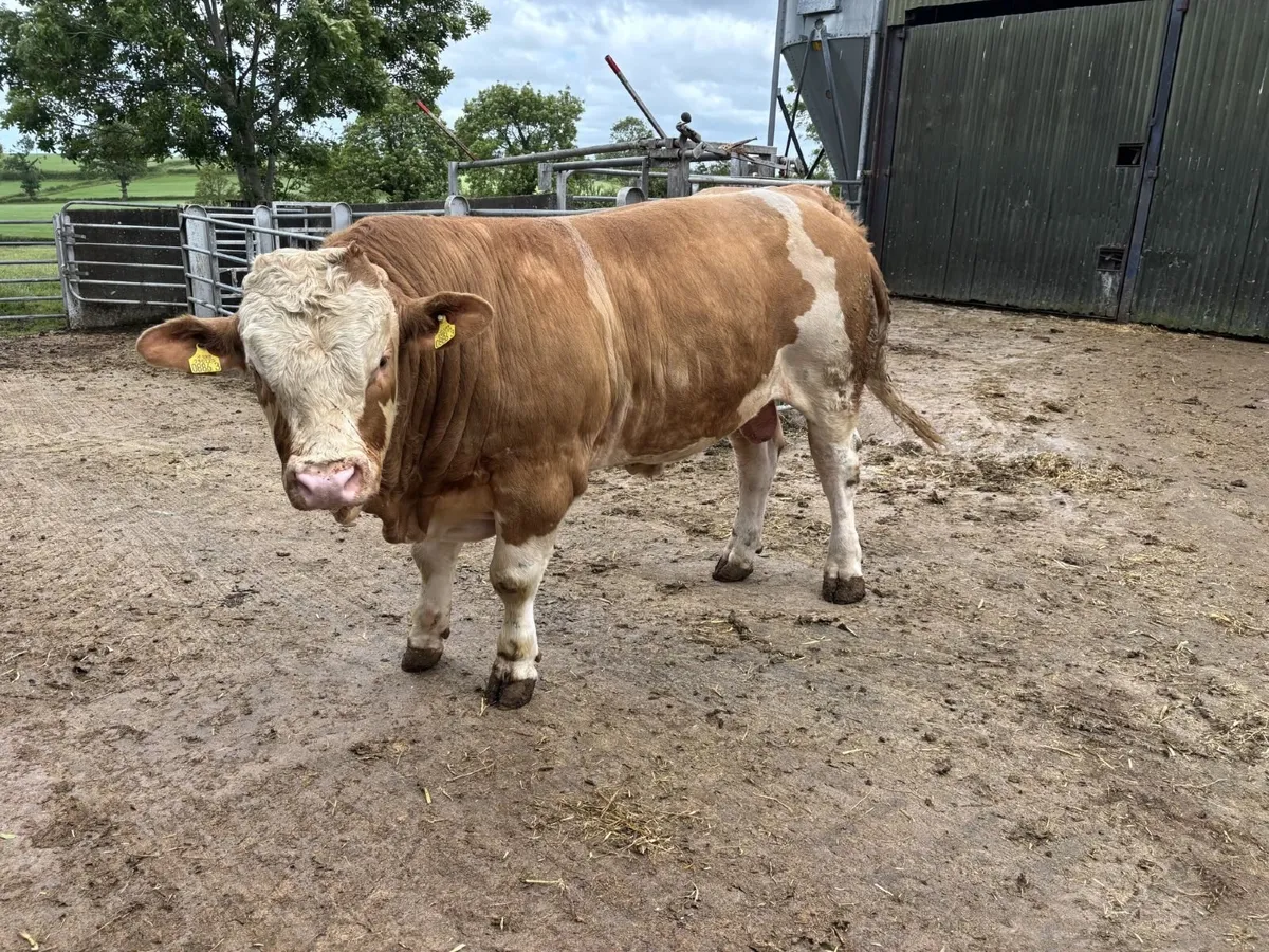 Pedigree Simmental Bulls - Image 3