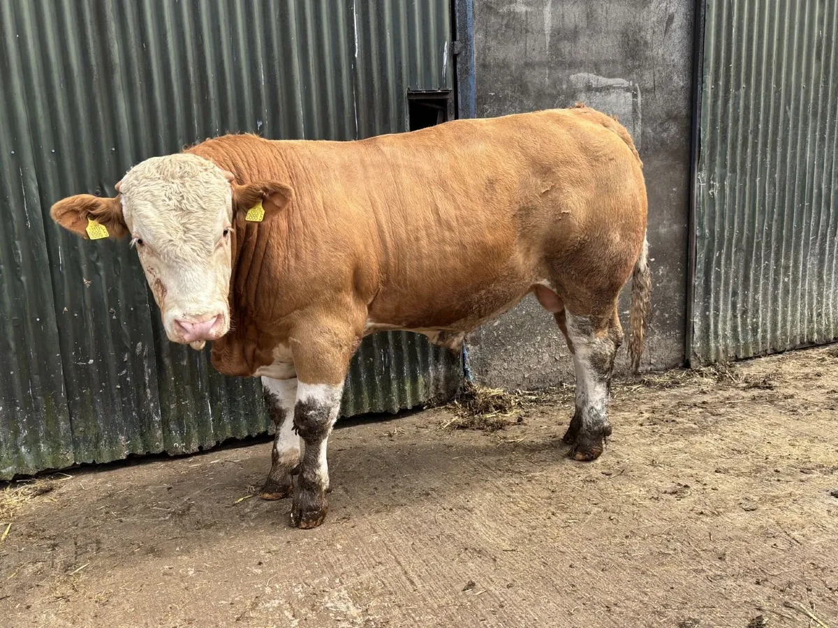 Pedigree Simmental Bulls - Image 4