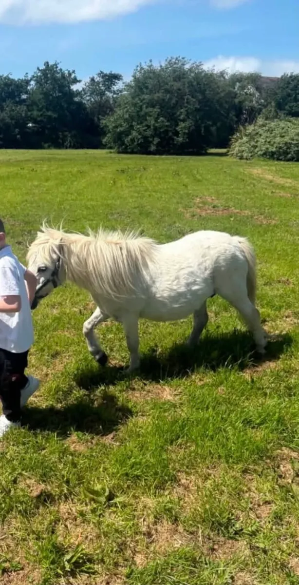 Lovely small mare pony for sale good with kids - Image 1
