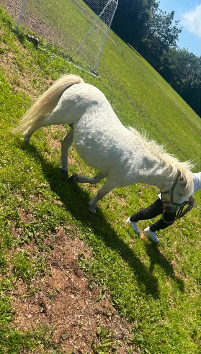 Lovely small mare pony for sale good with kids - Image 2