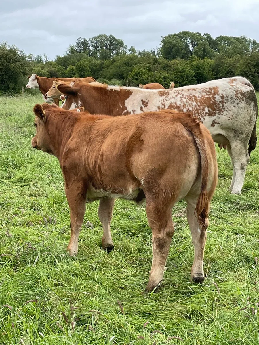Roan heifer - Image 2