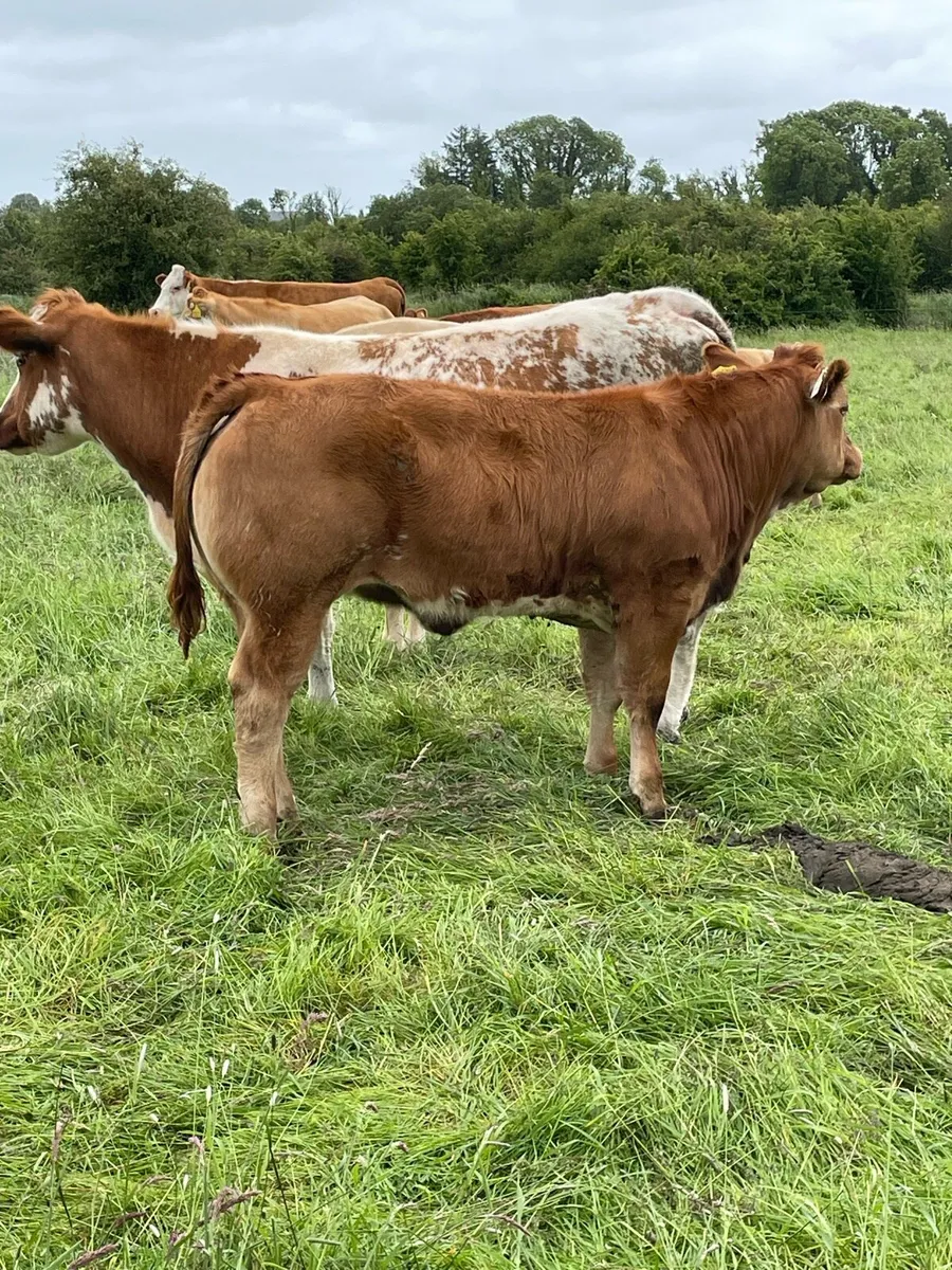 Roan heifer - Image 3