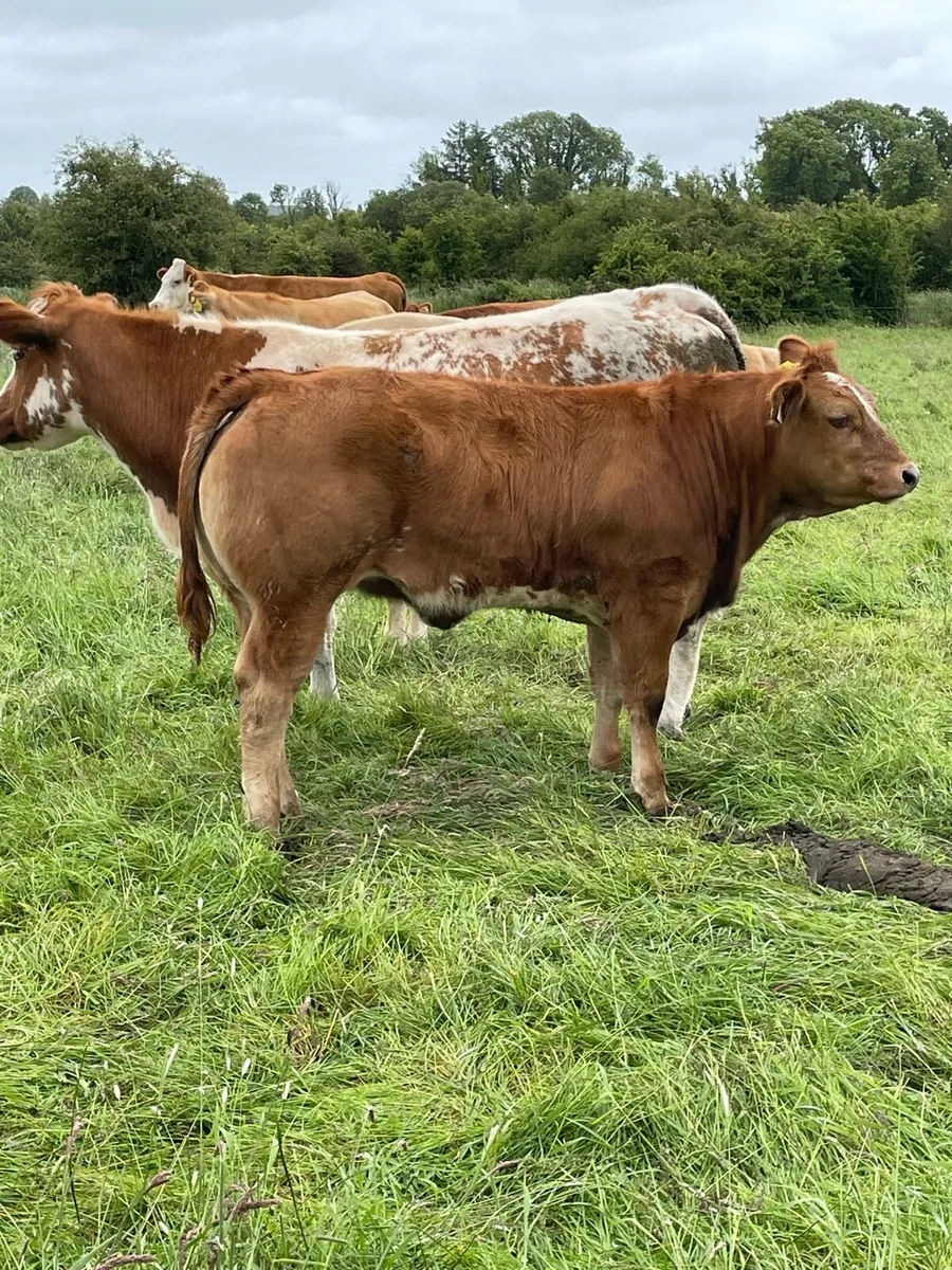Roan heifer - Image 4