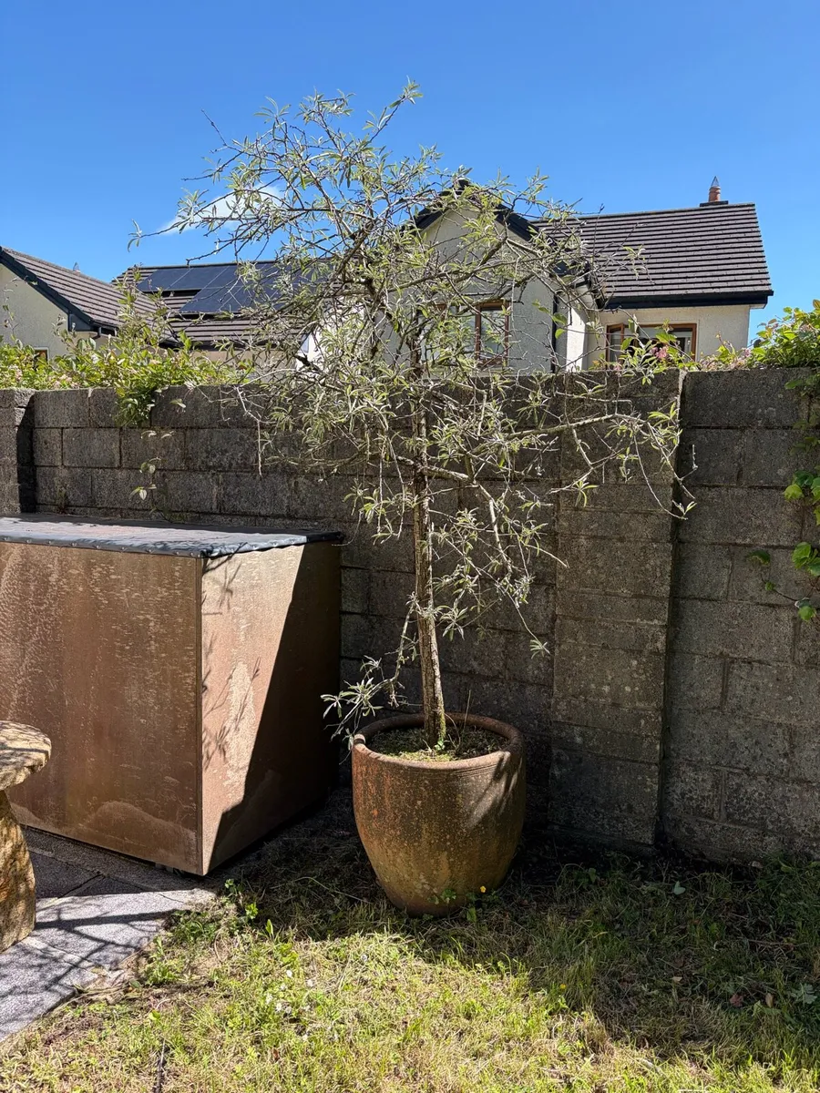 Plant Pot and Tree - Image 1