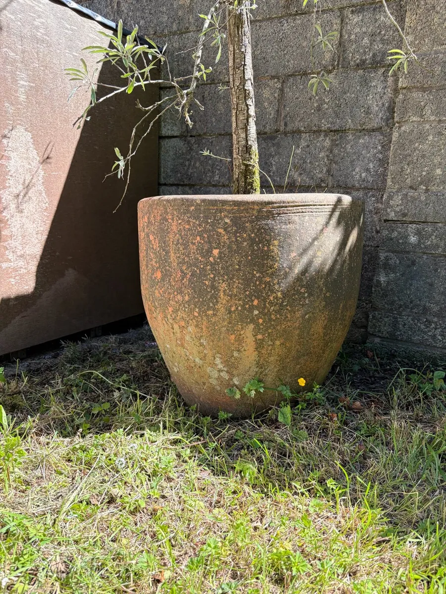 Plant Pot and Tree - Image 2
