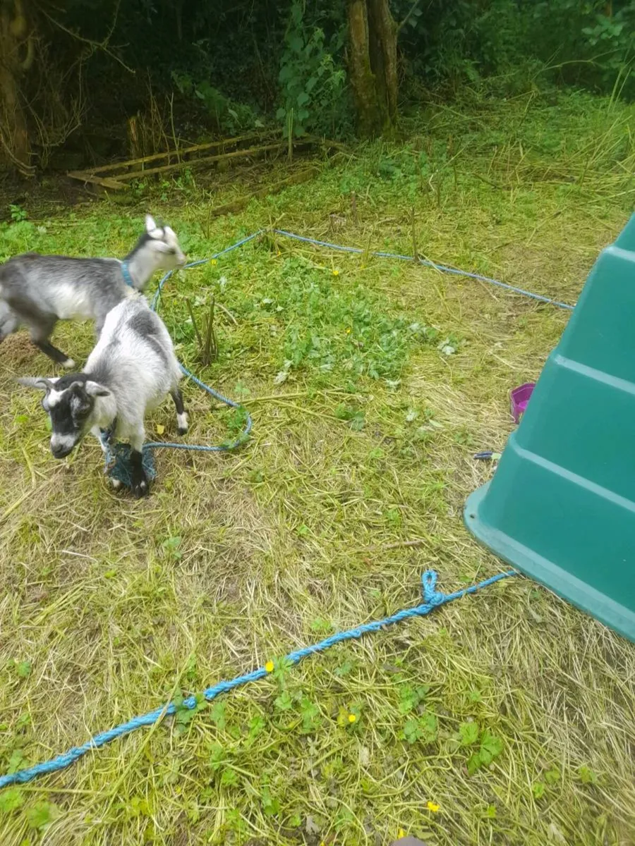 Pymgy adult female,valais x ram lamb - Image 2