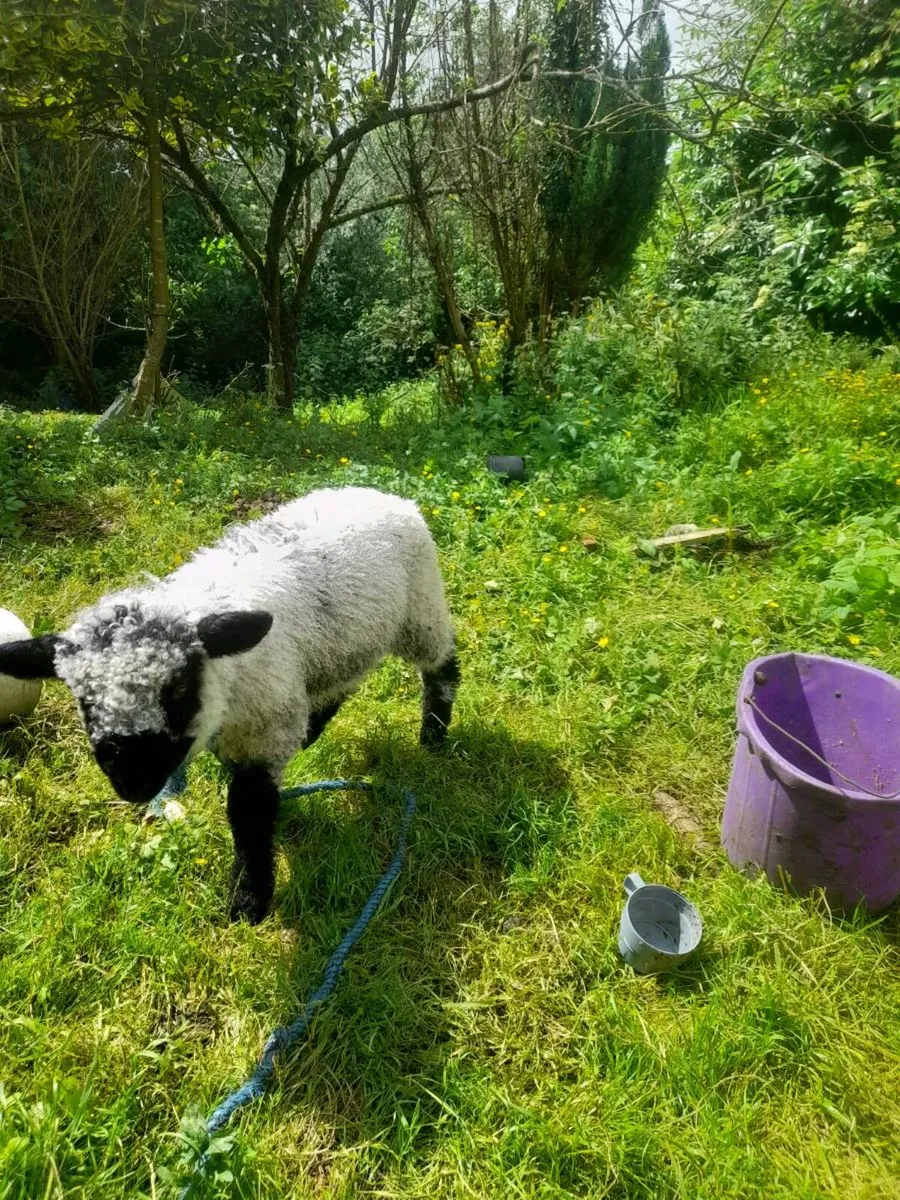 Pymgy adult female,valais x ram lamb - Image 3